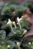Scutellaria immaculata. Верхушка побега с цветками. Южный Казахстан, ущелье Машат в устье Даубабы. 05.05.2012.