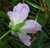 Geranium cinereum. Цветок (вид со стороны чашечки). Испания, автономия Арагон, провинция Уэска, горный массив Пиренеи, долина Бухаруэло (Valle de Bujaruelo), склон оврага со впадающем в р. Ара протоком. 19 августа 2012 г.