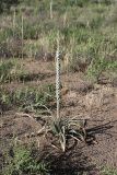 Eremurus inderiensis. Плодоносящее растение. Южный Казахстан, долина Сыр-Дарьи, левобережье севернее пос. Достык. 30.05.2012.