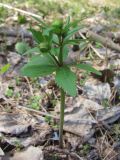 Ranunculus conspicuus