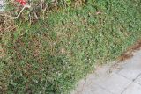 Sesuvium portulacastrum