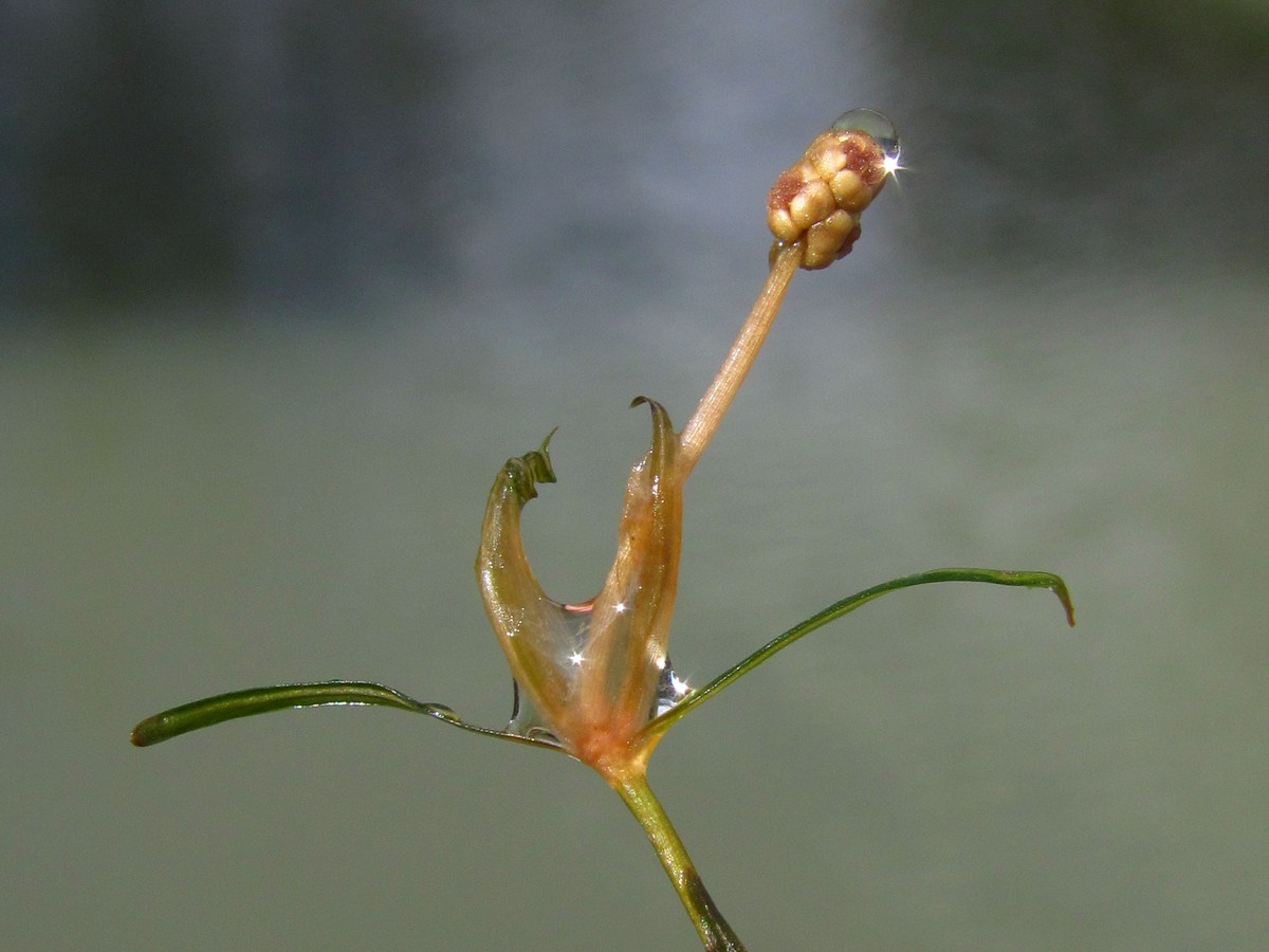 Изображение особи Potamogeton berchtoldii.