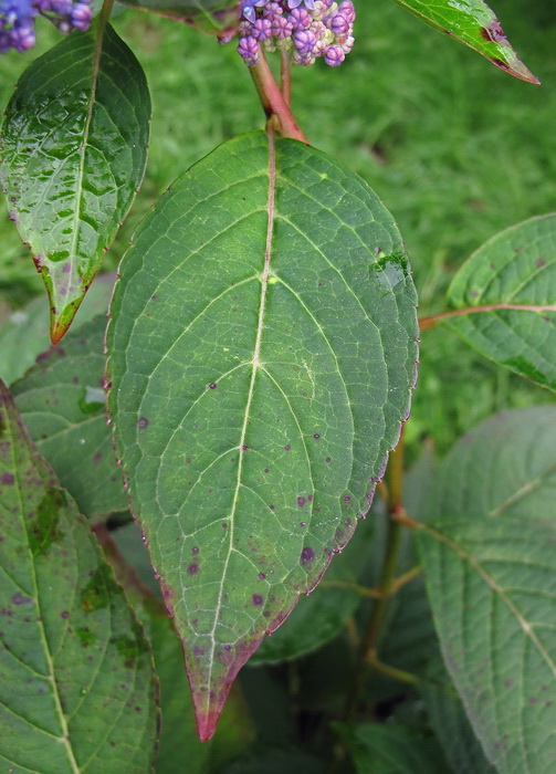 Изображение особи Hydrangea macrophylla ssp. serrata.