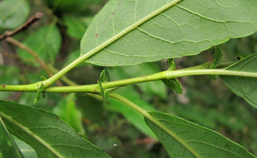 Image of Salix × tetrapla specimen.