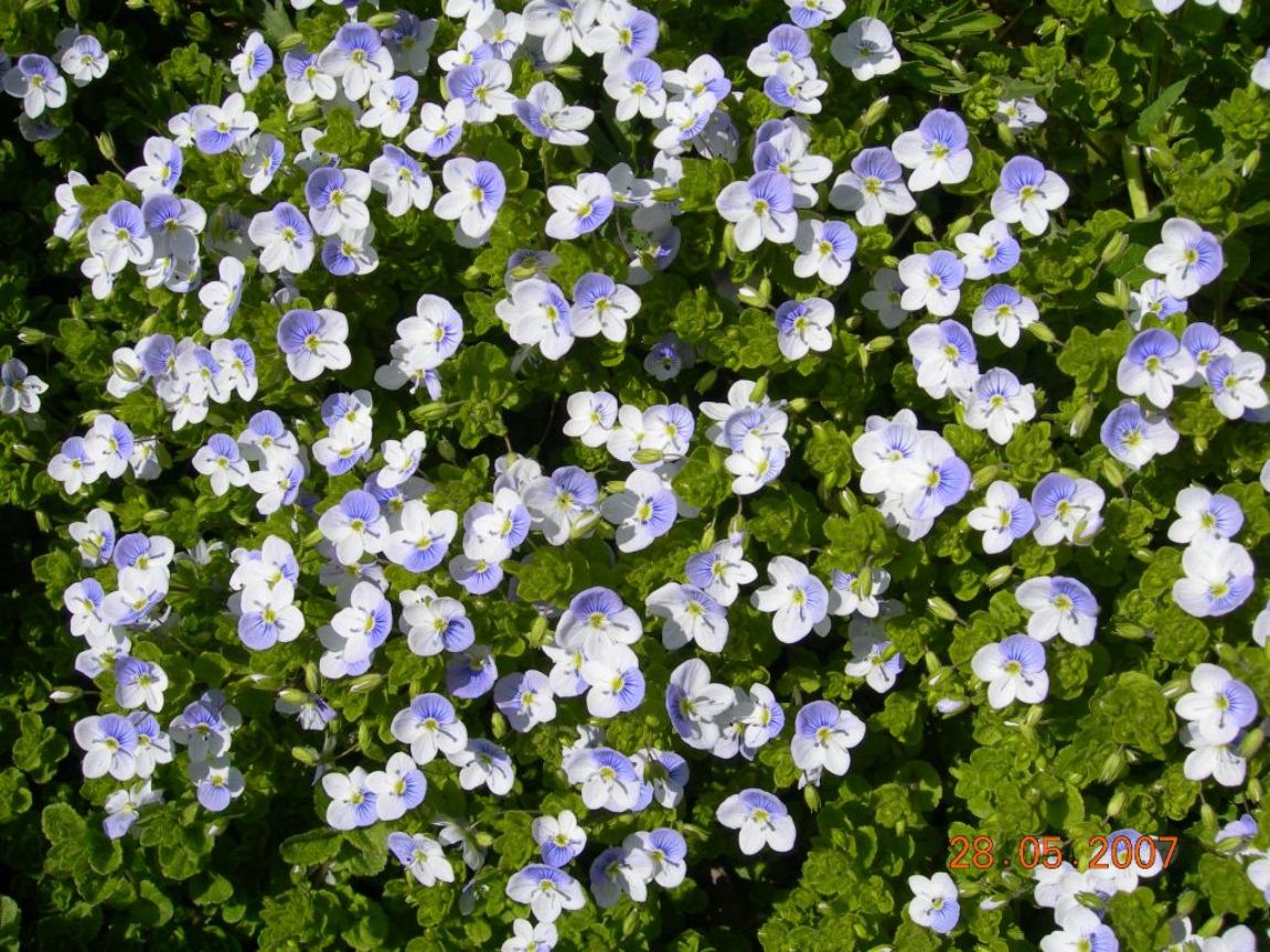 Image of Veronica filiformis specimen.