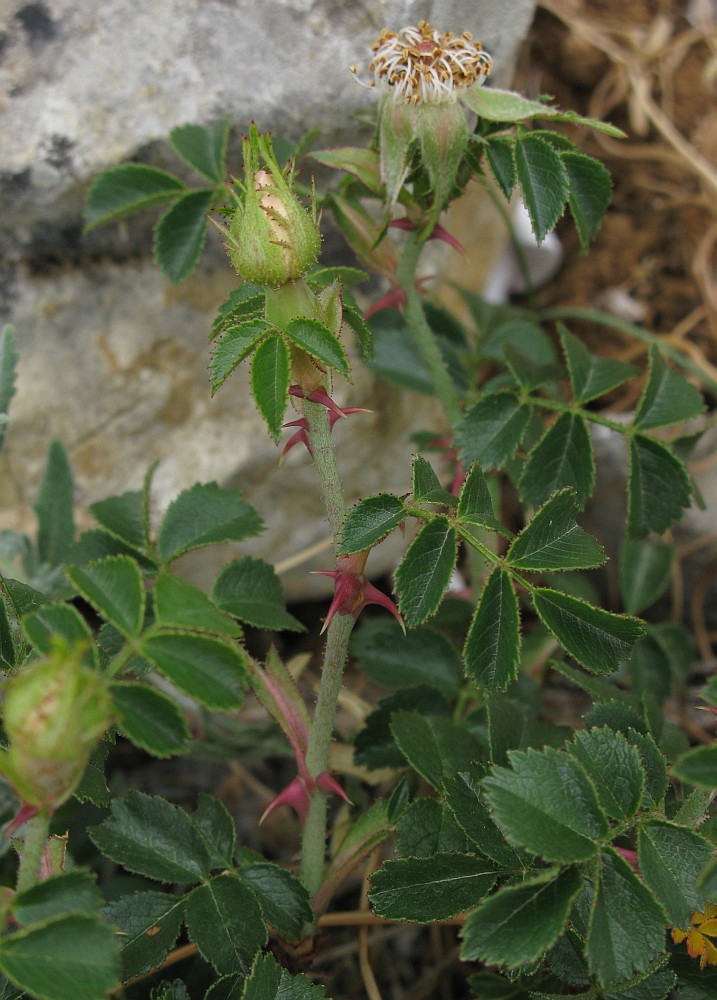 Изображение особи Rosa turcica.