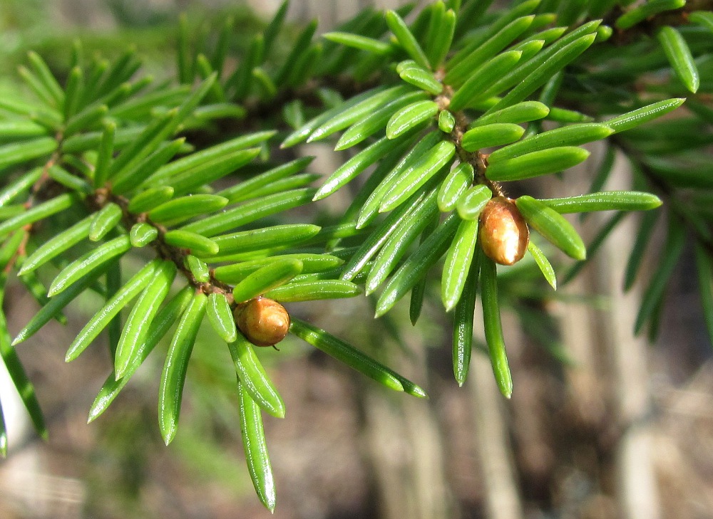 Изображение особи Picea obovata.