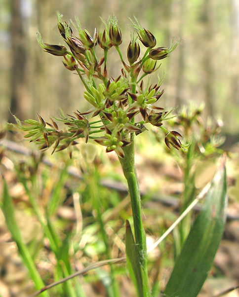 Image of Luzula pilosa specimen.