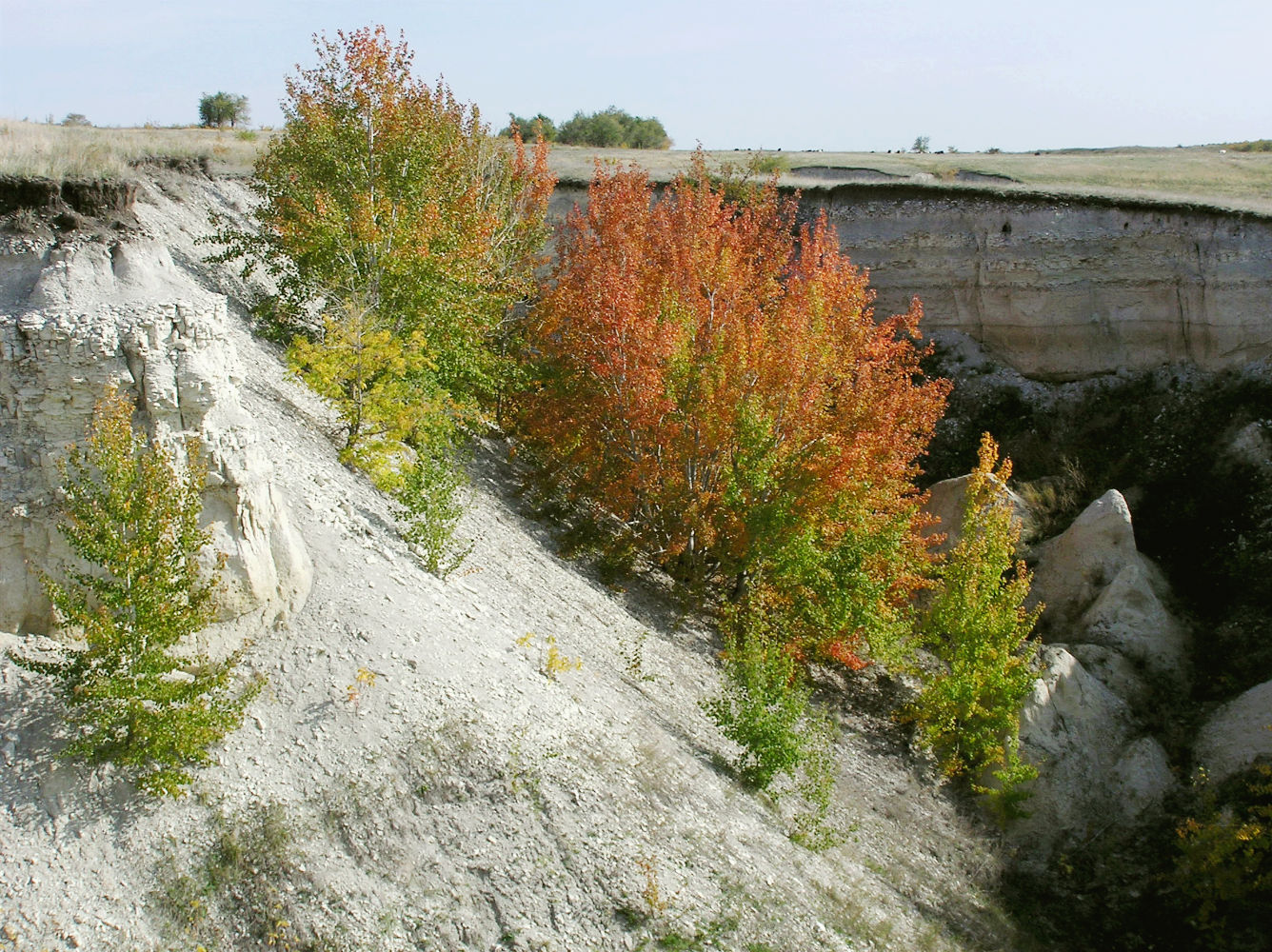 Изображение особи Populus tremula.