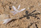 Colchicum tuviae. Цветущее растение. Israel, Beer Sheba. 16.12.2011.