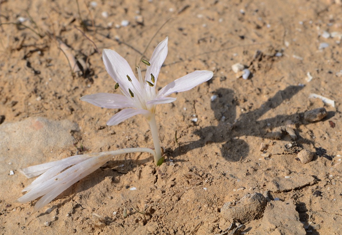 Изображение особи Colchicum tuviae.