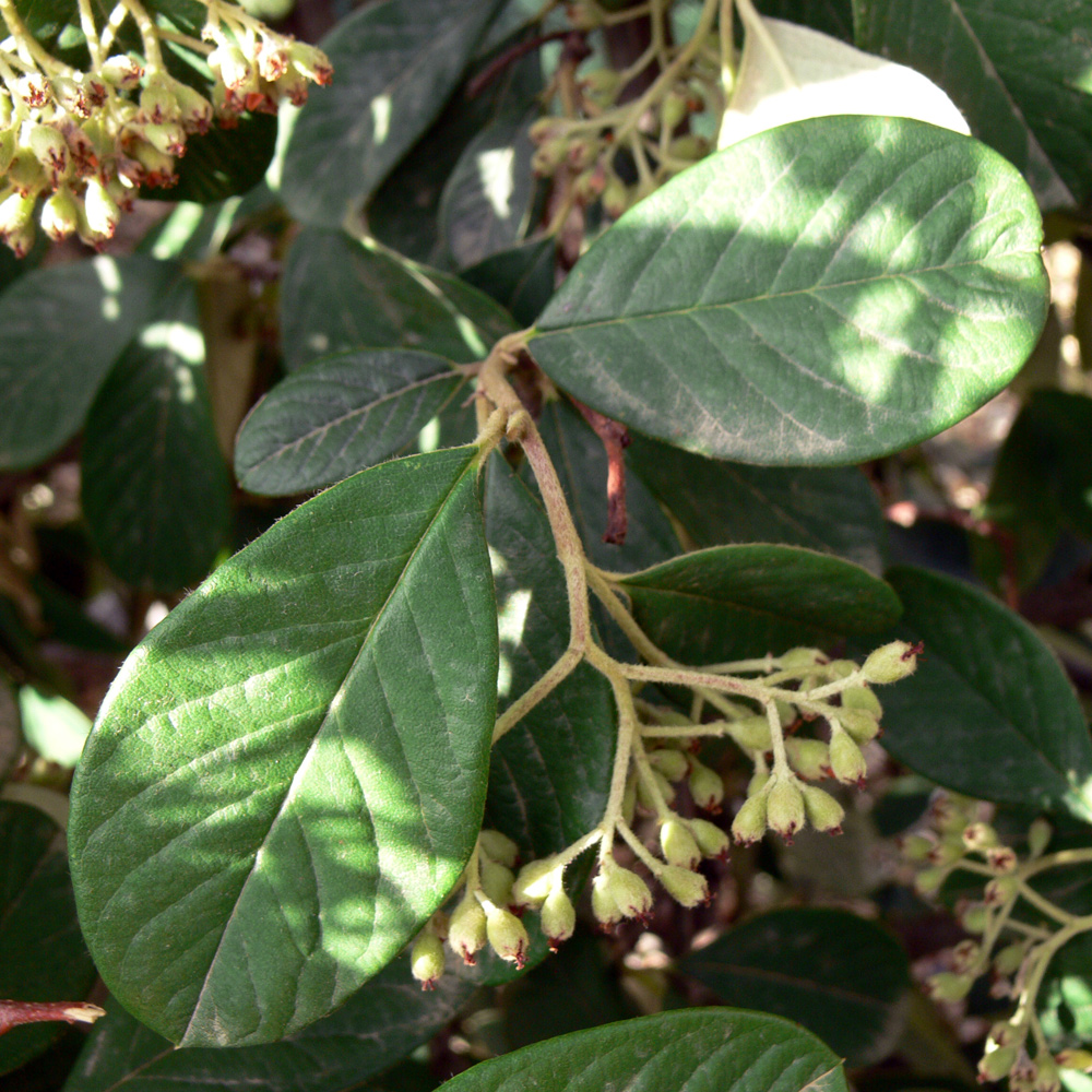 Image of genus Cotoneaster specimen.