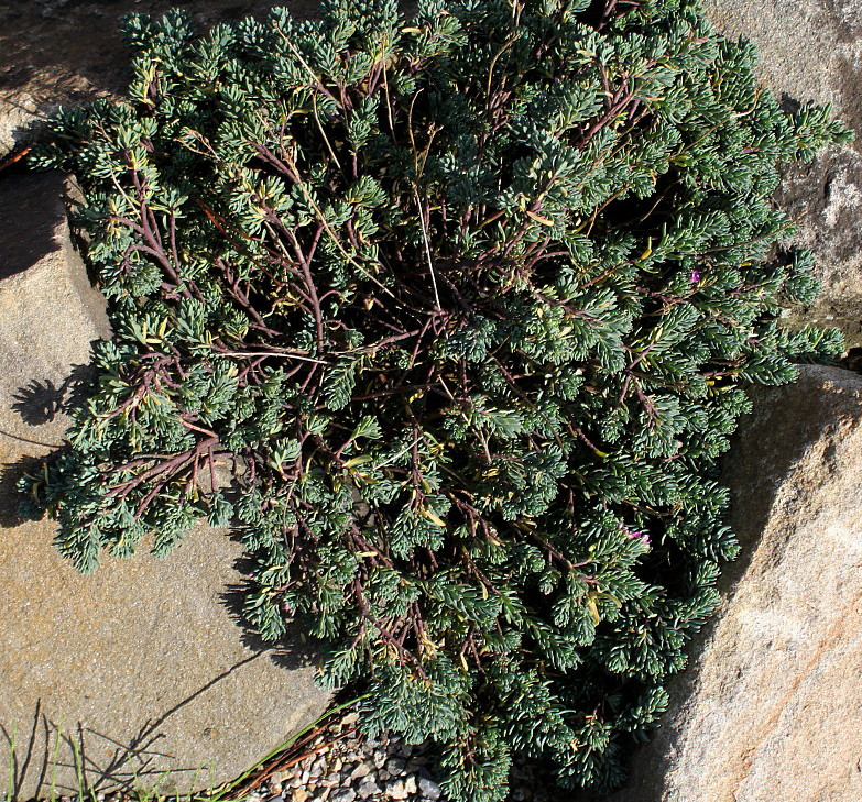 Image of Linaria alpina specimen.