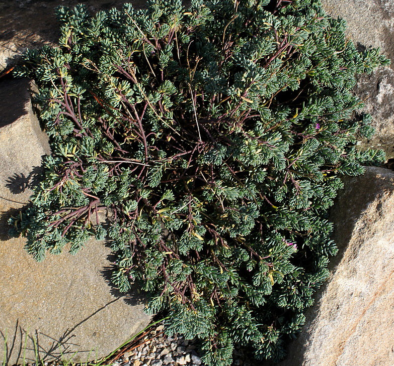 Изображение особи Linaria alpina.