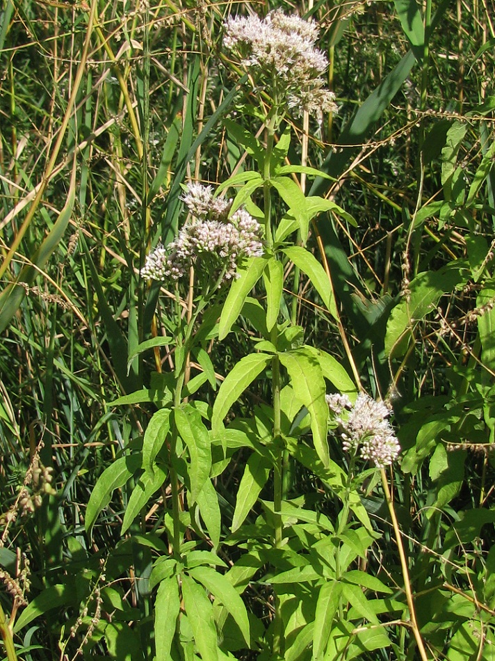 Изображение особи Eupatorium cannabinum.