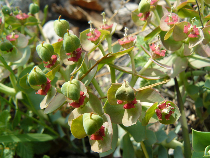 Image of Euphorbia myrsinites specimen.