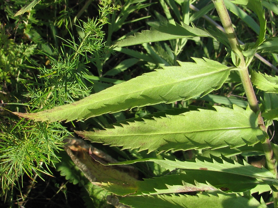 Image of Veronica spuria specimen.