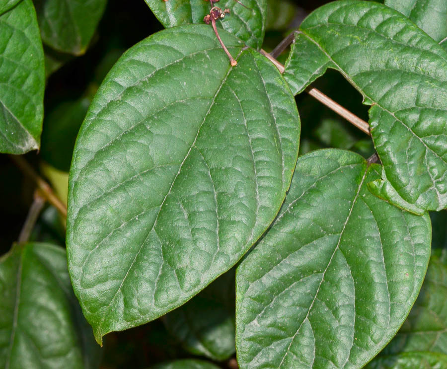 Image of Clerodendrum thomsoniae specimen.