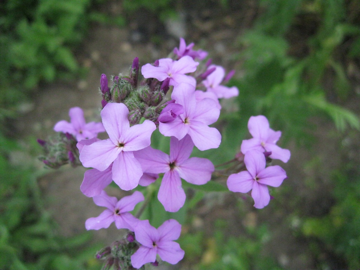 Image of Hesperis pycnotricha specimen.