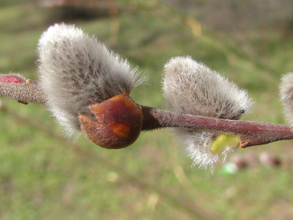 Изображение особи Salix latifolia.