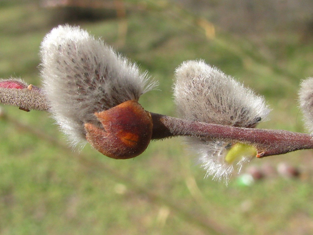 Image of Salix latifolia specimen.