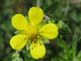 Potentilla argentea. Цветок и бутон. Украина, Запорожье, рядом с Прибрежной магистралью. 22.05.2011.