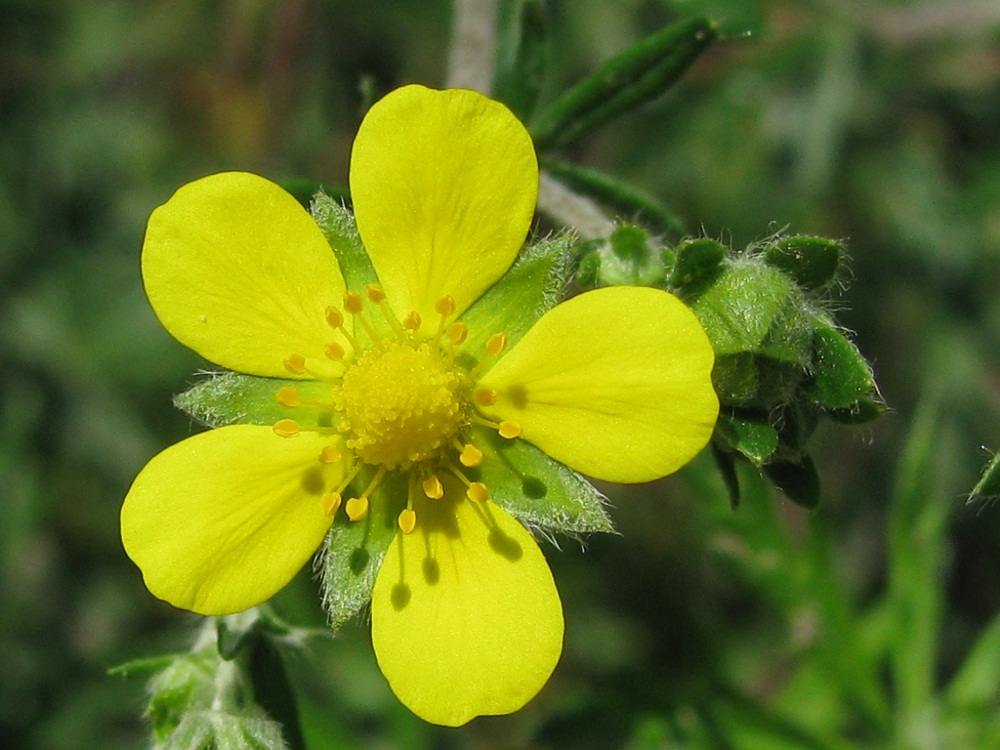 Image of Potentilla argentea specimen.