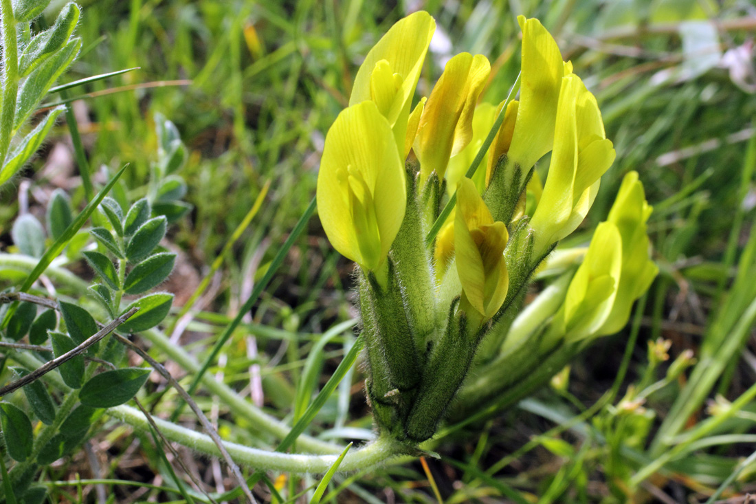 Изображение особи Astragalus xipholobus.