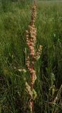 Rumex stenophyllus. Верхушка плодоносящего растения. Ростовская обл., дельта Дона, Азовский р-н, окр. с. Кагальник, пойменный луг. 20.06.2012.