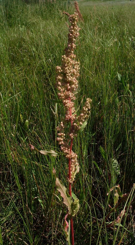 Изображение особи Rumex stenophyllus.