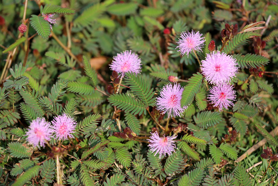 Image of Mimosa pudica specimen.