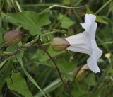 Calystegia sepium