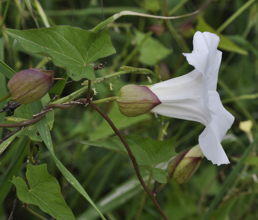 Image of Calystegia sepium specimen.