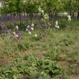 Salvia nutans