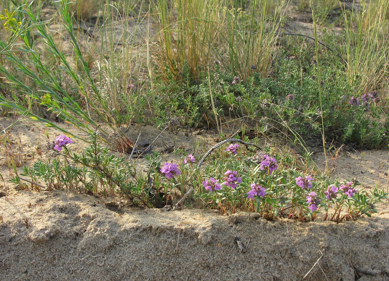 Изображение особи Thymus pallasianus.