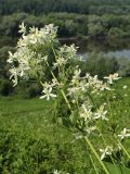 Clematis recta