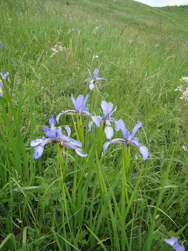 Изображение особи Iris notha.