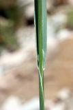 Piptatherum laterale