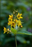 Lysimachia vulgaris