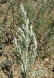 Artemisia austriaca. Верхушка растения. Крым, окр. Феодосии, Лисья бухта, опустыненная терраса. 16 июля 2013 г.