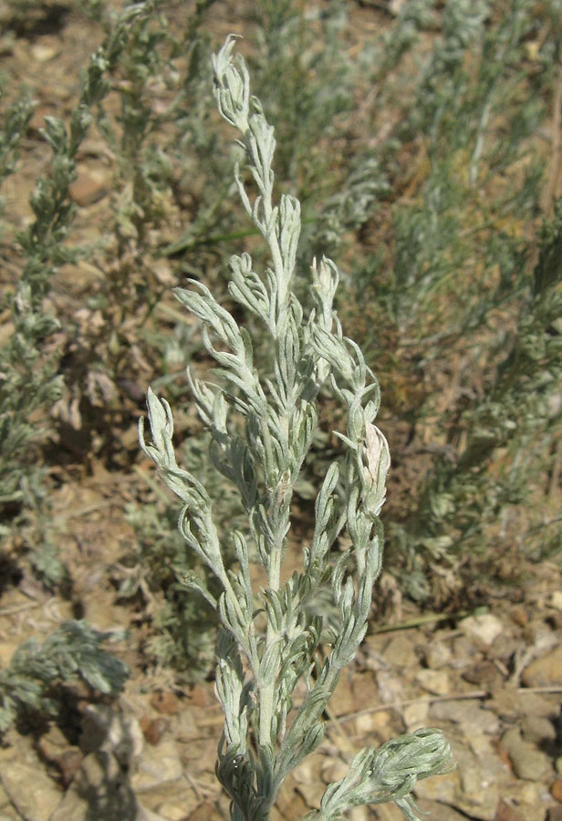 Image of Artemisia austriaca specimen.