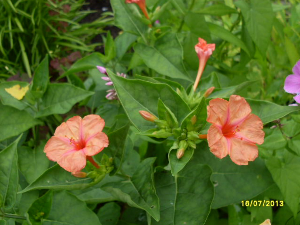 Image of Mirabilis jalapa specimen.