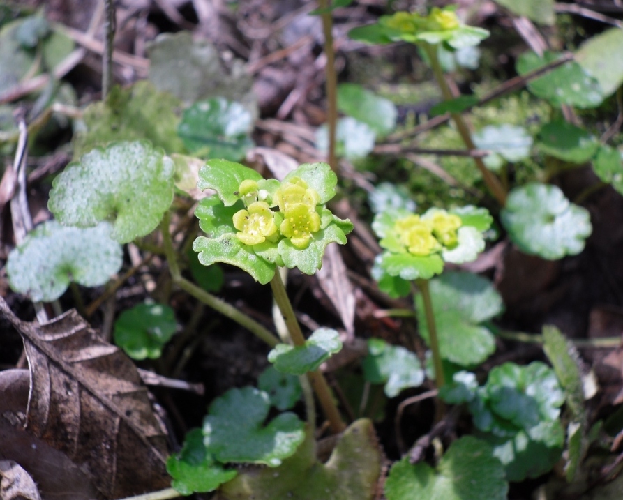 Image of Chrysosplenium alternifolium specimen.