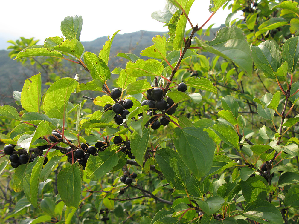 Изображение особи Rhamnus cathartica.