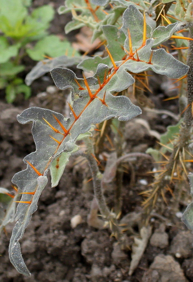 Изображение особи Solanum pyracanthum.