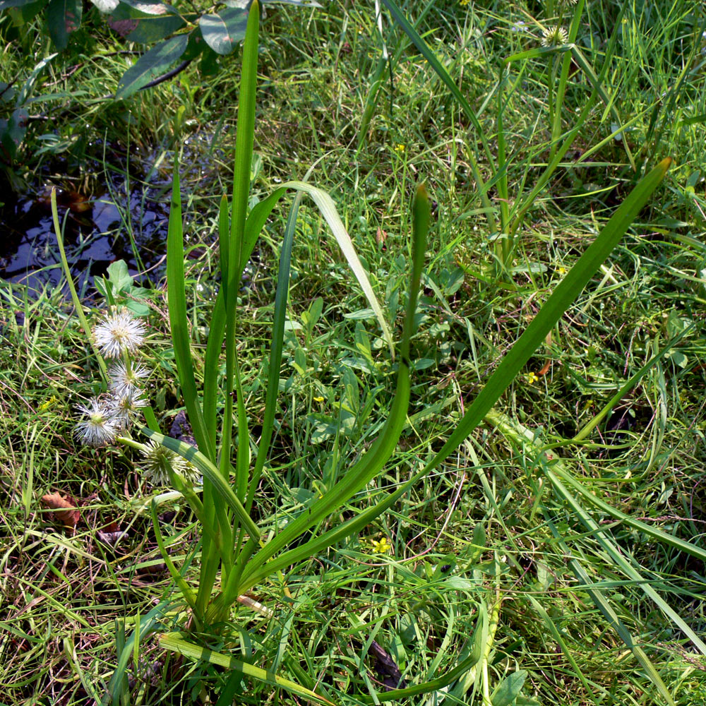 Image of Sparganium emersum specimen.