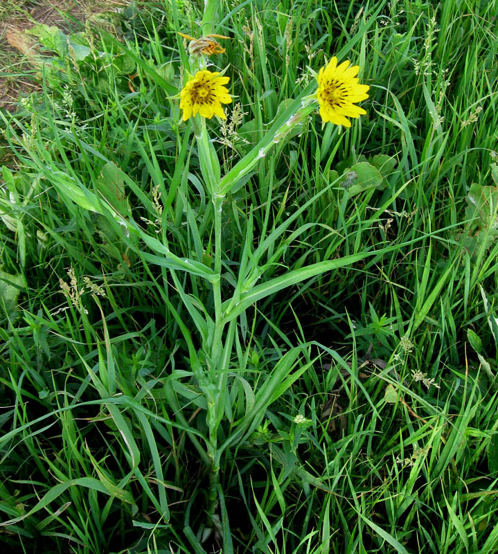 Изображение особи Tragopogon orientalis.