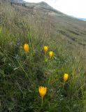 Crocus scharojanii