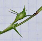 Crypsis faktorovskyi