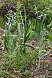 Allium drobovii